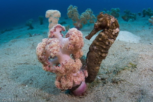 Seahorse in its environment. Secret Bay Anilao by John Parker 